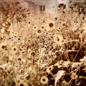 Sunny_Side_Up